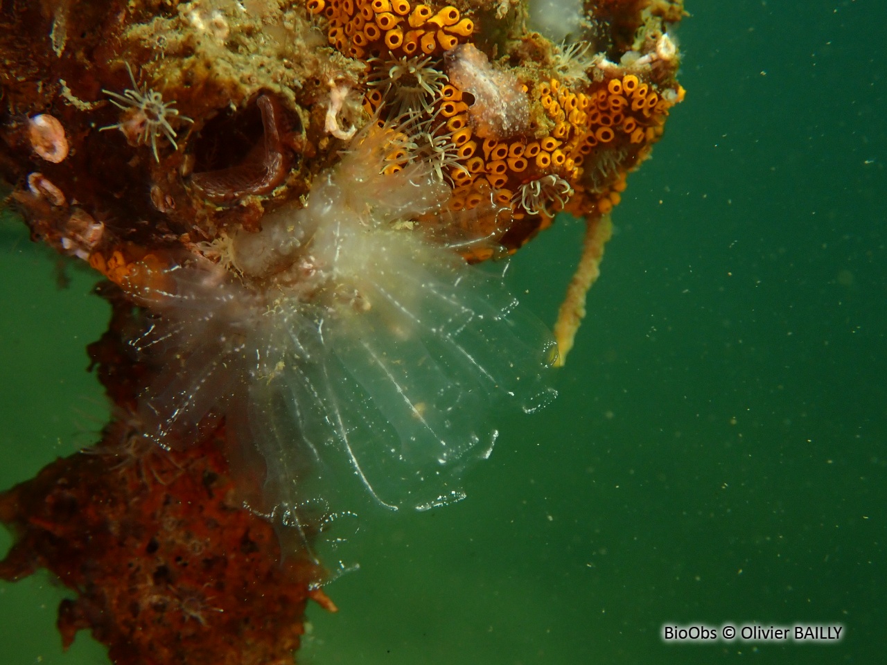 Claveline oblongue - Clavelina oblonga - Olivier BAILLY - BioObs