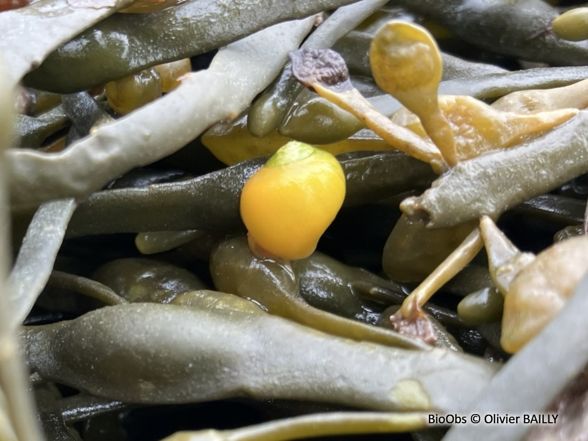 Littorine obtuse - Littorina obtusata - Olivier BAILLY - BioObs