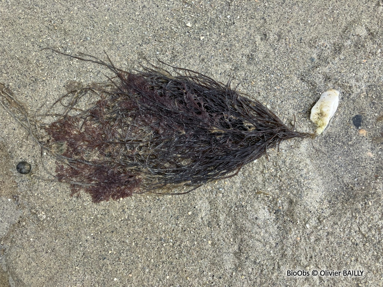 Gracilaire gracile - Gracilaria gracilis - Olivier BAILLY - BioObs