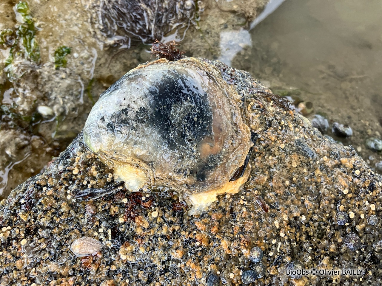 Huître plate, comestible - Ostrea edulis - Olivier BAILLY - BioObs