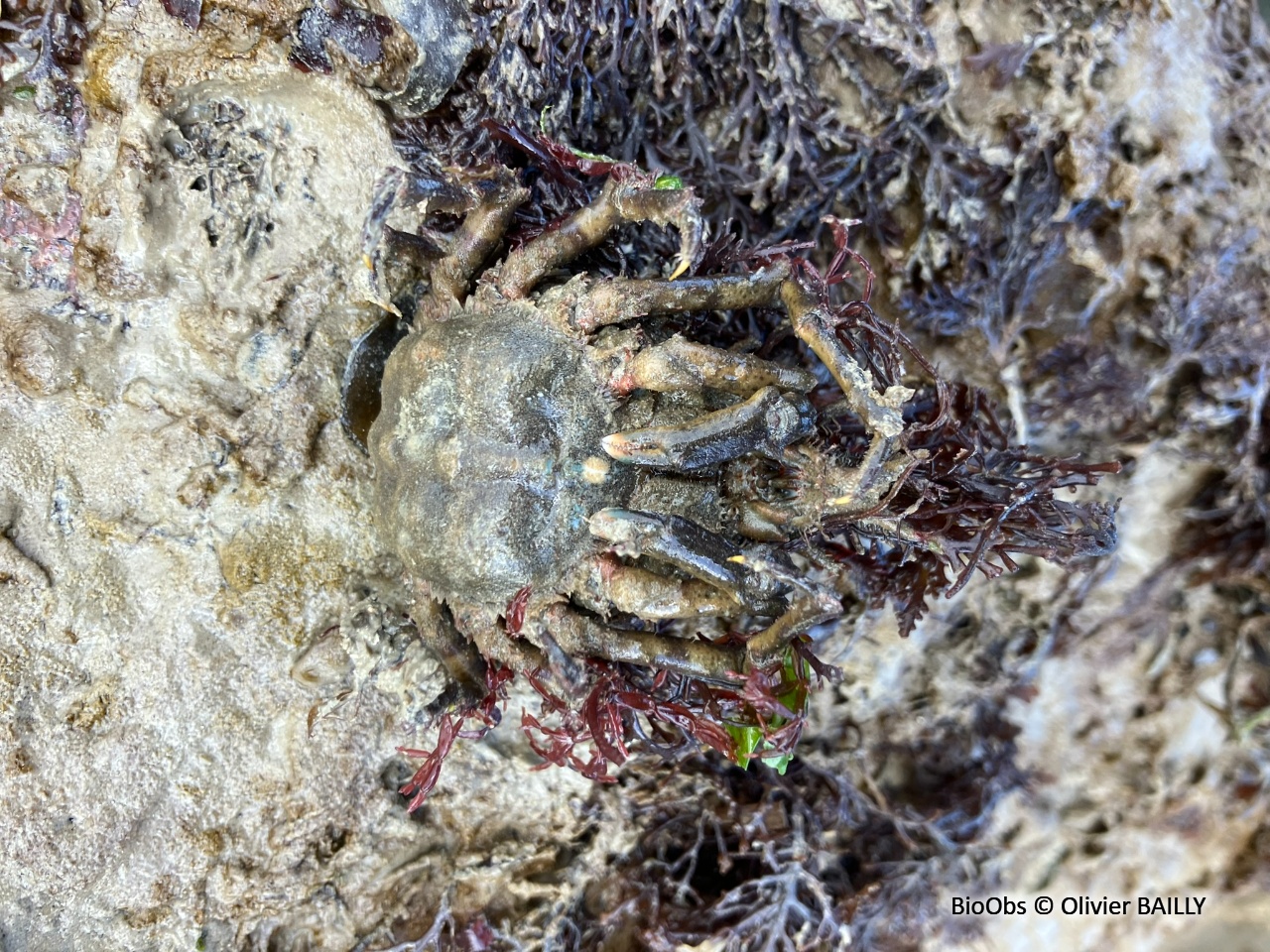 Pise à quatre dents - Pisa tetraodon - Olivier BAILLY - BioObs