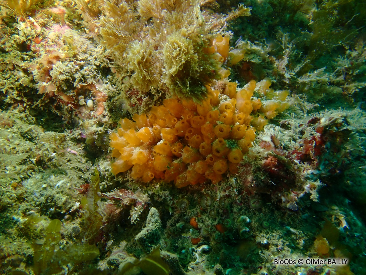 Mirabelle de mer - Stolonica socialis - Olivier BAILLY - BioObs
