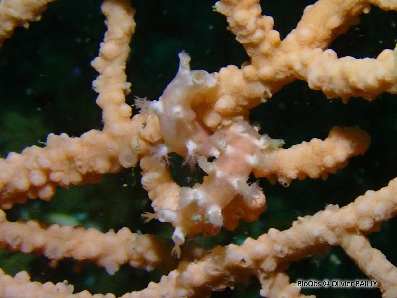 Tritonie des gorgones - Duvaucelia odhneri - Olivier BAILLY - BioObs