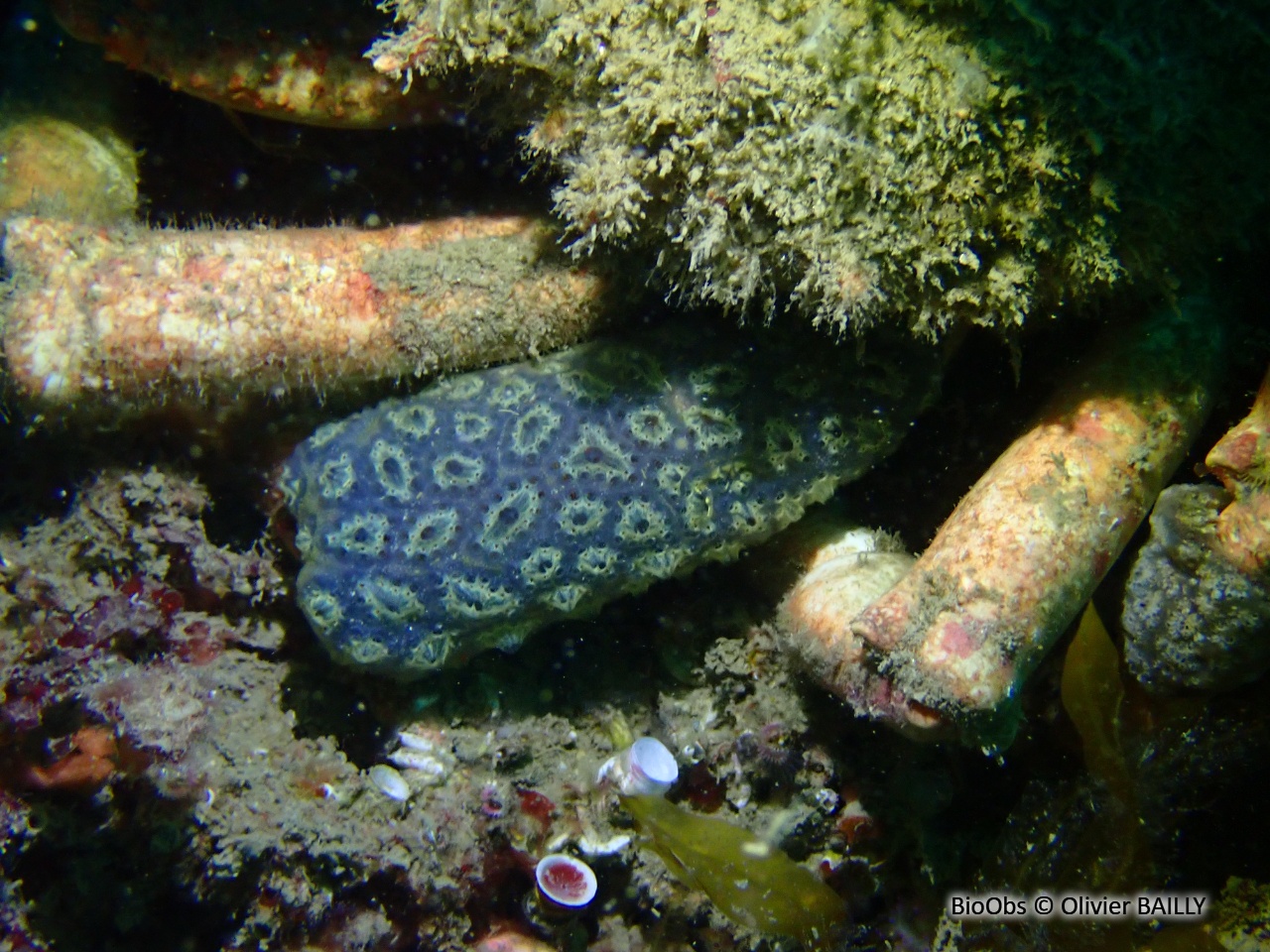 Botrylle étoilé - Botryllus schlosseri - Olivier BAILLY - BioObs