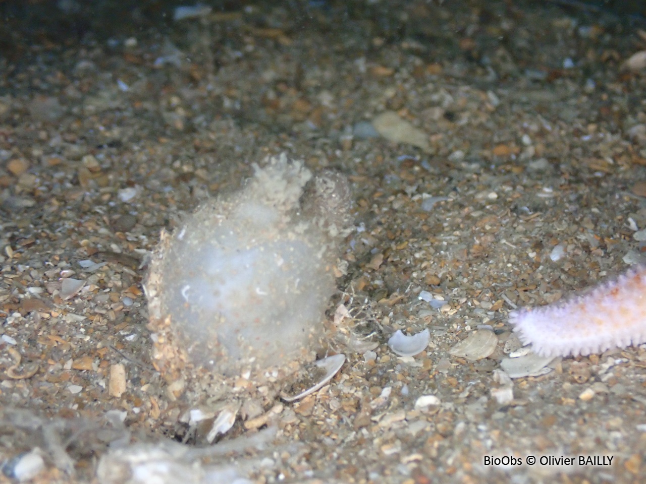 Ascidie sale - Ascidiella aspersa - Olivier BAILLY - BioObs