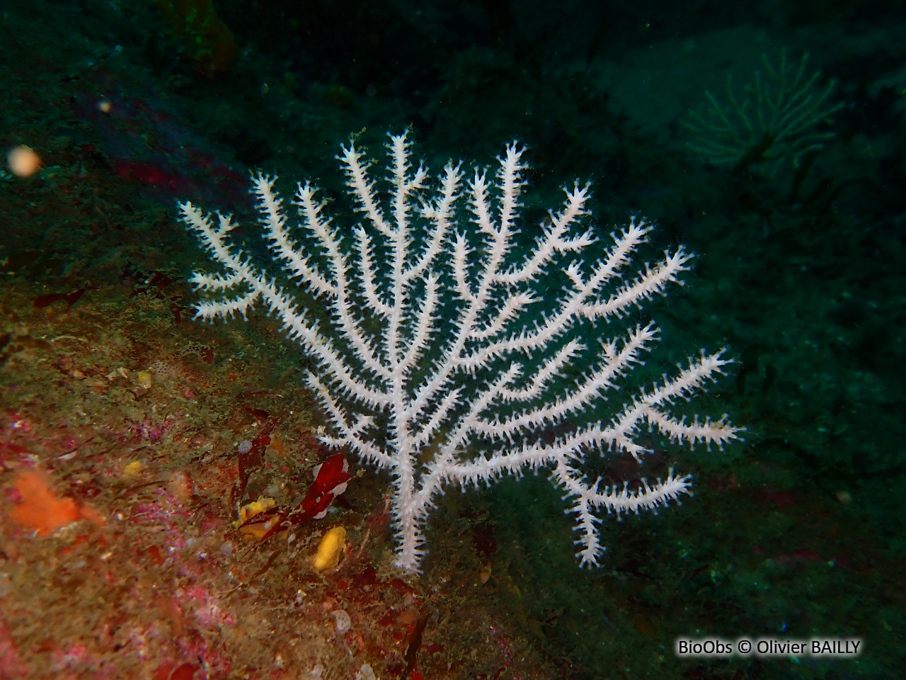 Gorgone verruqueuse - Eunicella verrucosa - Olivier BAILLY - BioObs