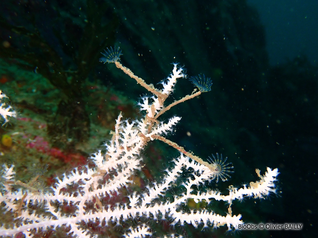 Petite sabelle - Sabella discifera - Olivier BAILLY - BioObs