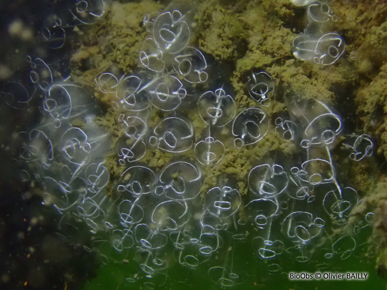 Grande claveline - Clavelina lepadiformis - Olivier BAILLY - BioObs