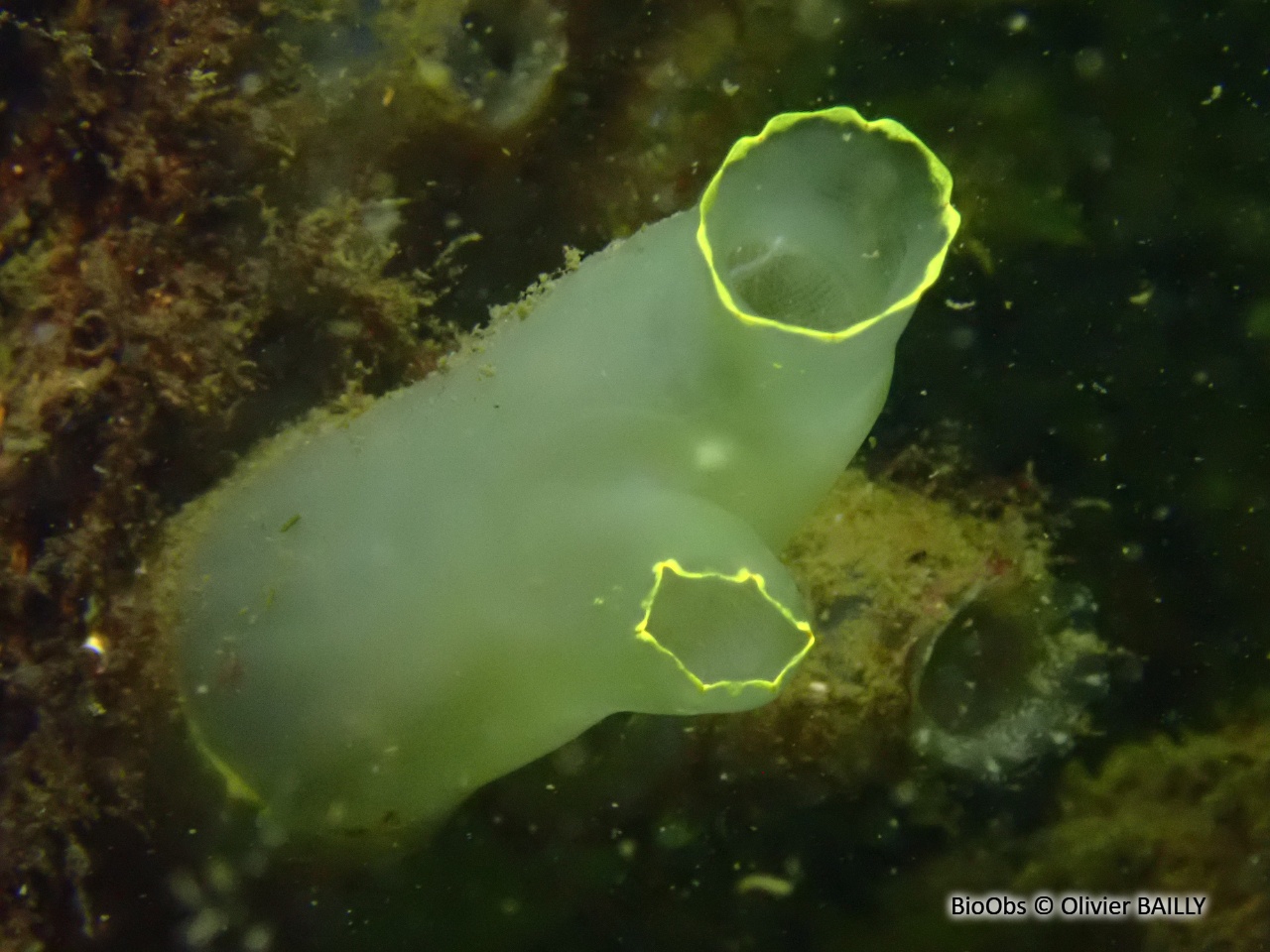 Cione intestinale - Ciona intestinalis - Olivier BAILLY - BioObs
