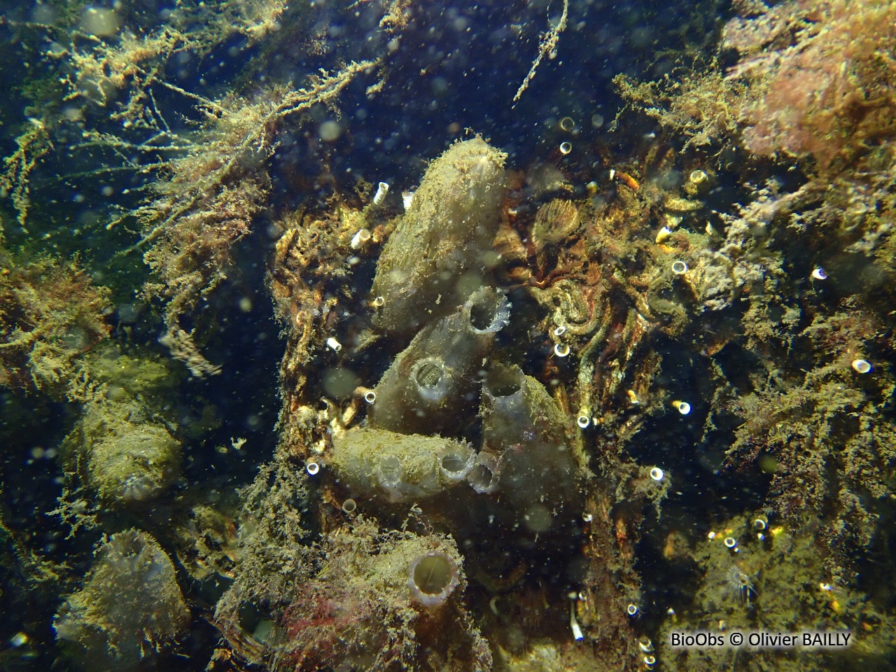Ascidie sale - Ascidiella aspersa - Olivier BAILLY - BioObs
