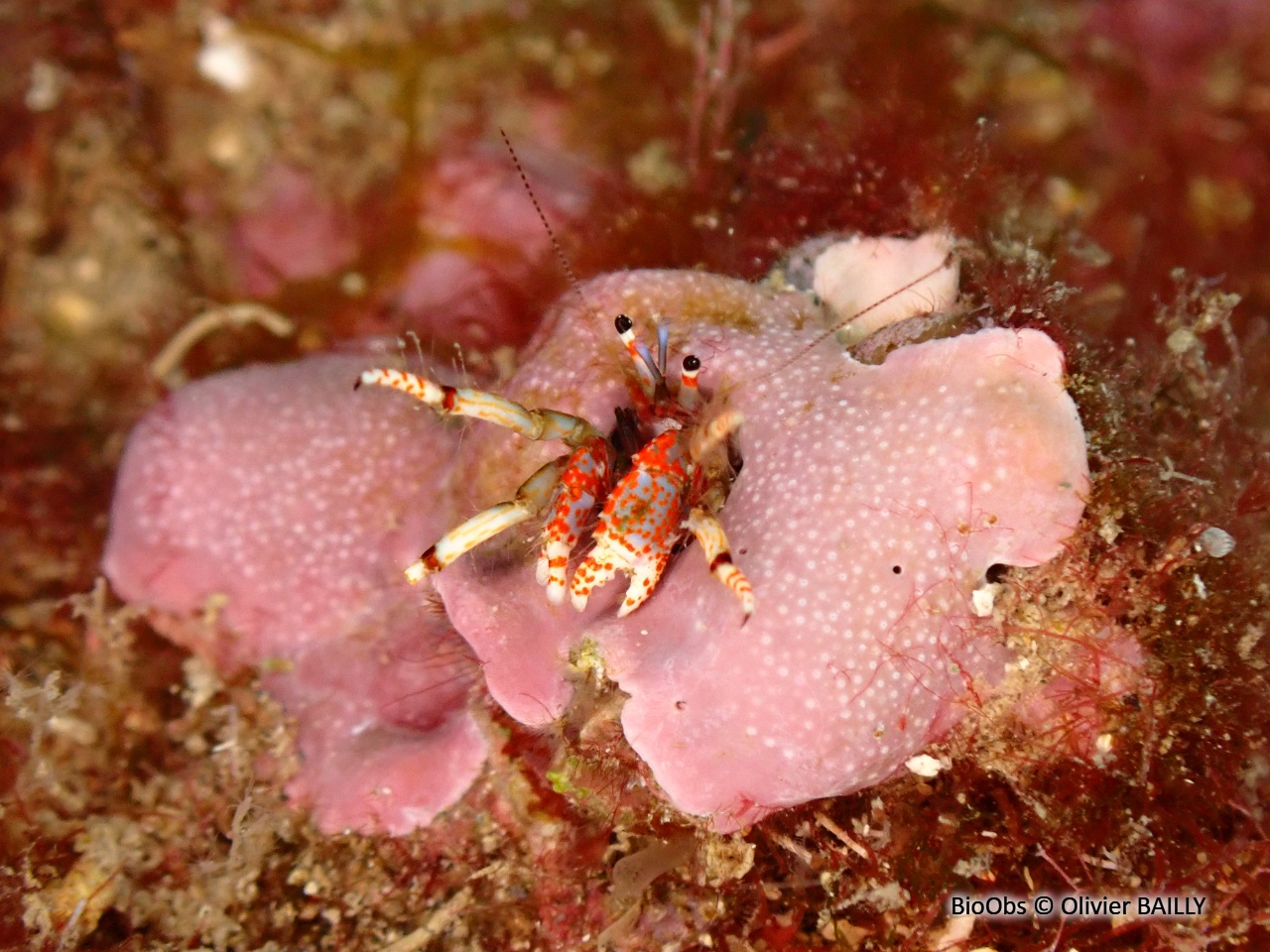 Pagure sédentaire - Calcinus tubularis - Olivier BAILLY - BioObs