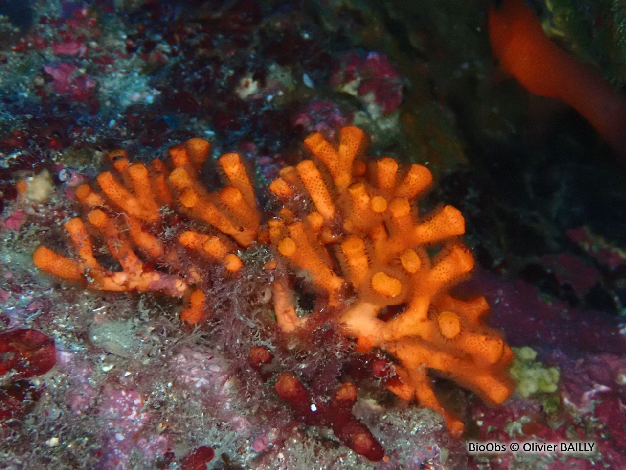 Faux corail - Myriapora truncata - Olivier BAILLY - BioObs