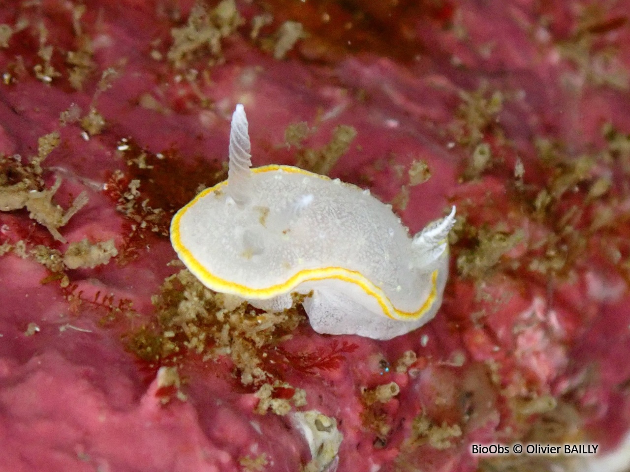 Doris diaphane - Diaphorodoris luteocincta - Olivier BAILLY - BioObs