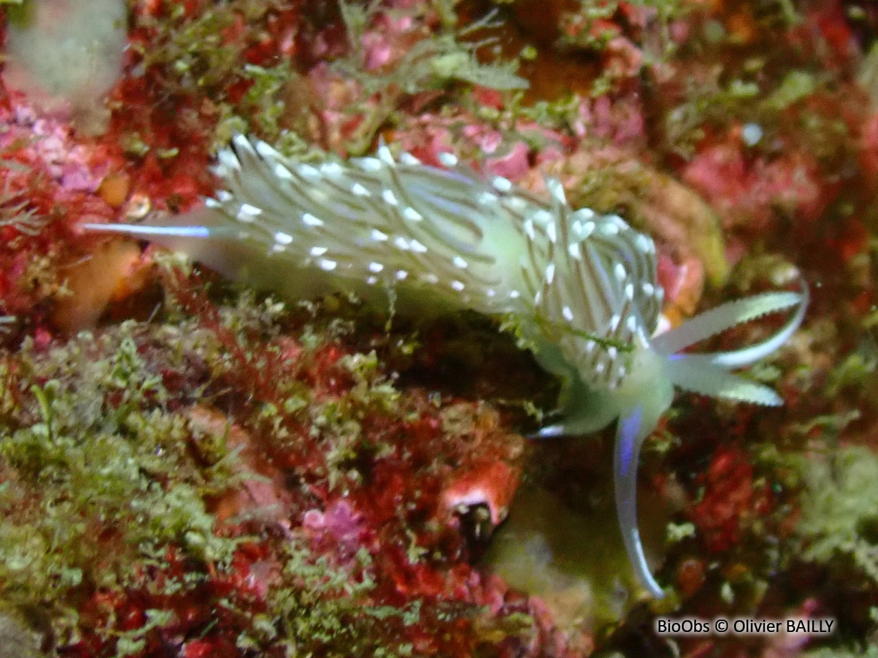 Faceline bleutée - Facelina auriculata - Olivier BAILLY - BioObs