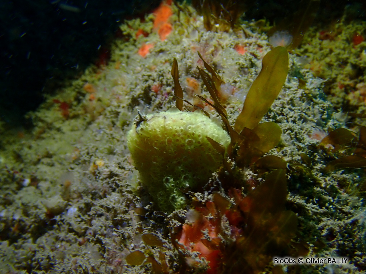 Didemne jaune - Polysyncraton bilobatum - Olivier BAILLY - BioObs