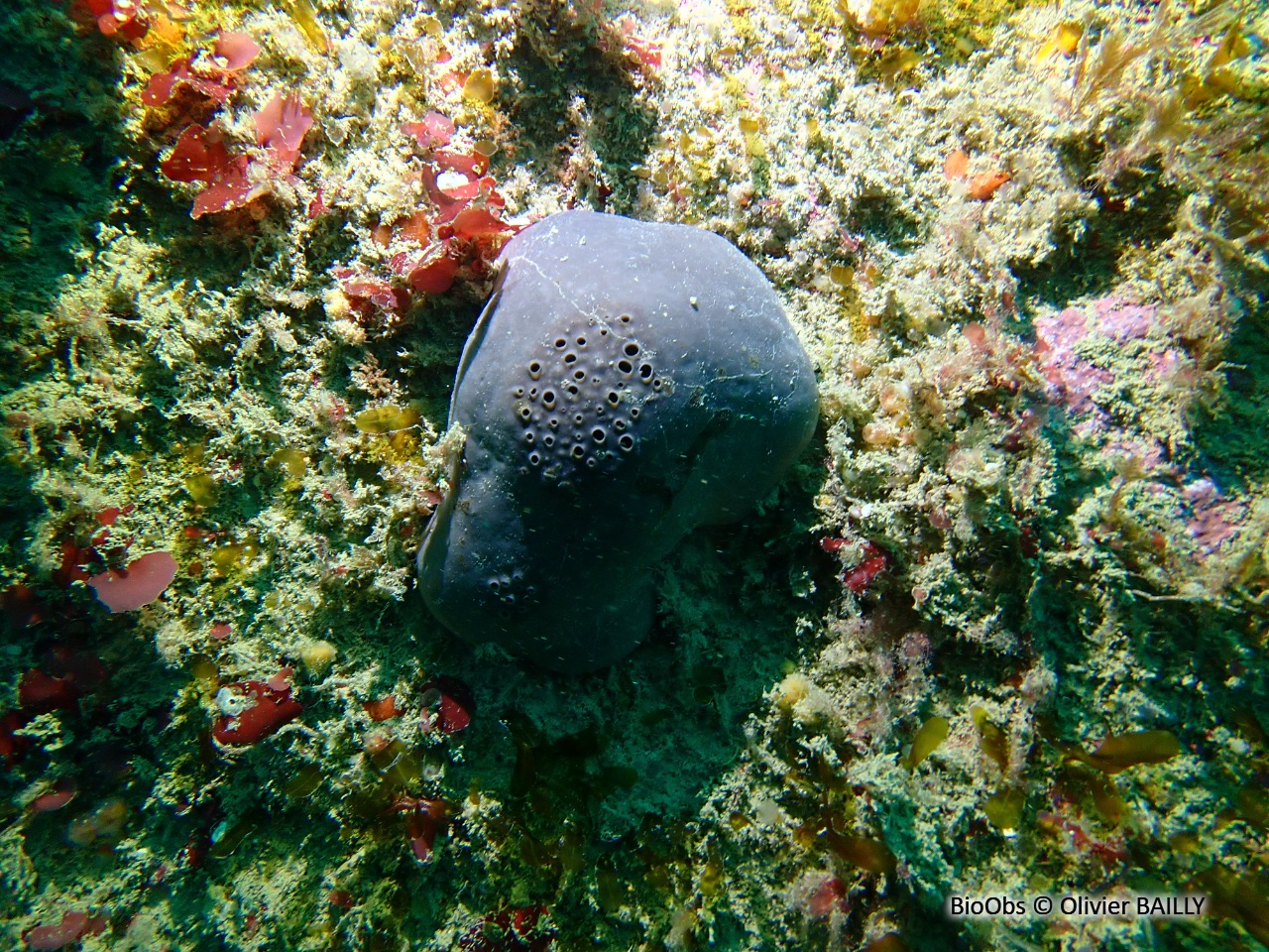 Fesse d'éléphant - Pachymatisma johnstonia - Olivier BAILLY - BioObs