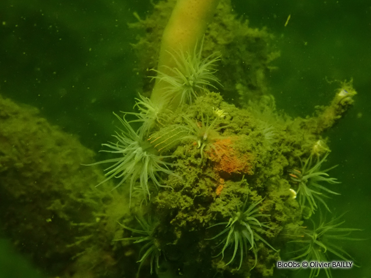 Anémone asiatique lignée - Diadumene lineata - Olivier BAILLY - BioObs