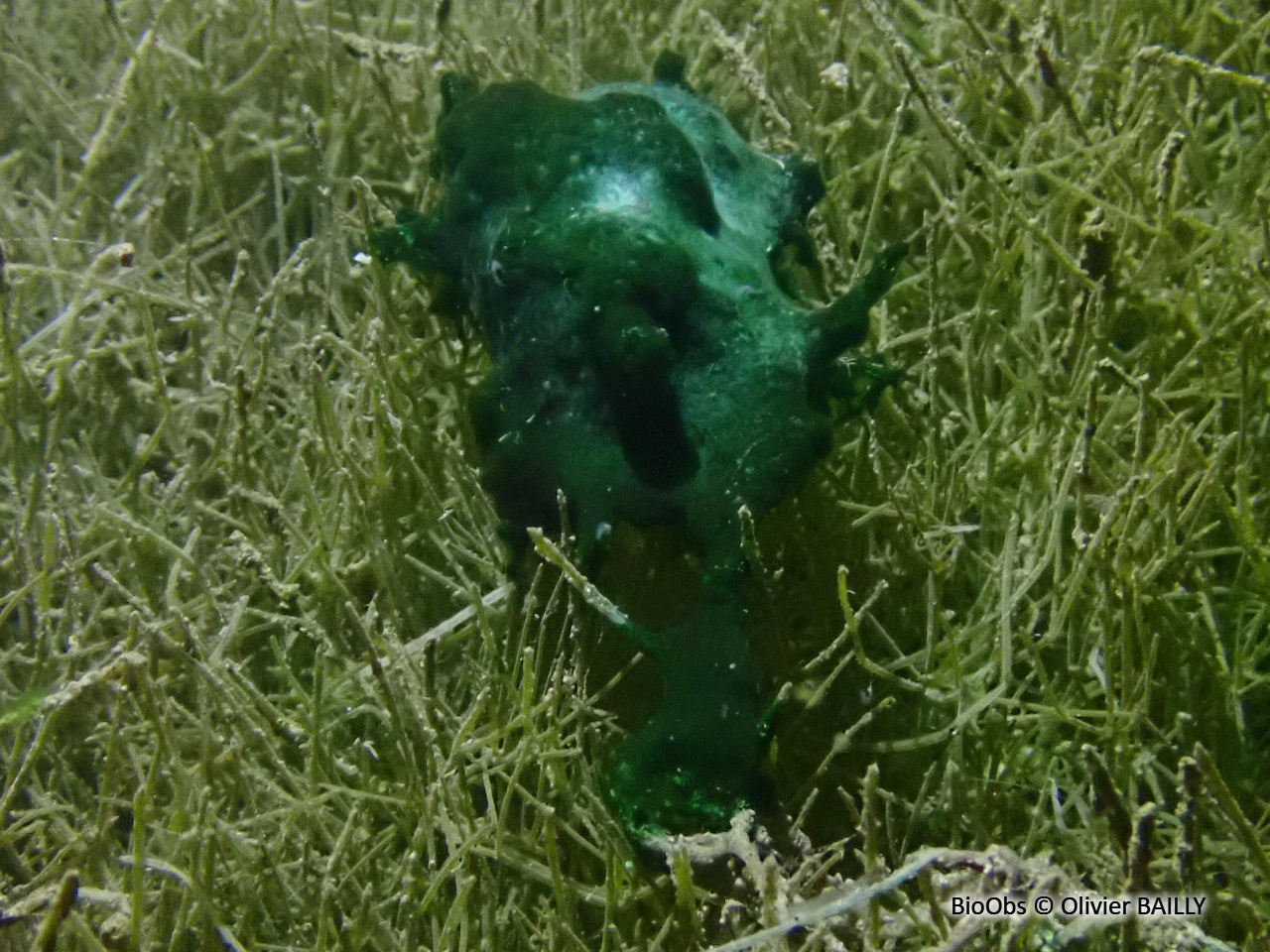 Cyanobactérie de Martens - Lyngbya martensiana - Olivier BAILLY - BioObs