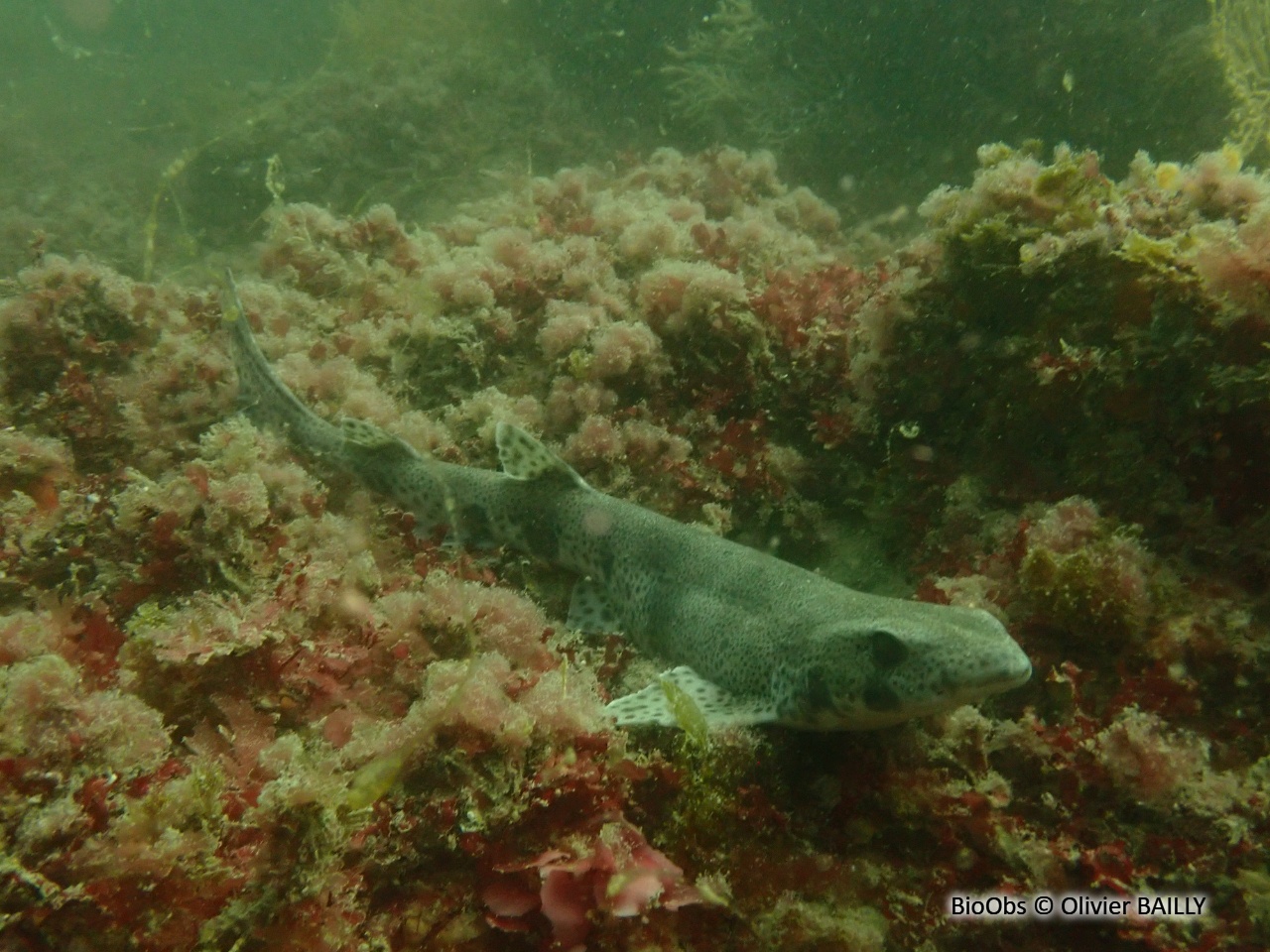 Petite roussette - Scyliorhinus canicula - Olivier BAILLY - BioObs