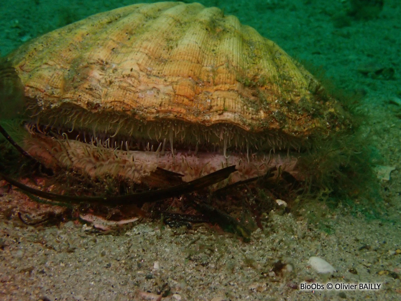 Coquille Saint-Jacques de l'Atlantique - Pecten maximus - Olivier BAILLY - BioObs