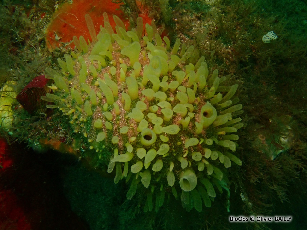 Eponge à languettes - Polymastia penicillus - Olivier BAILLY - BioObs