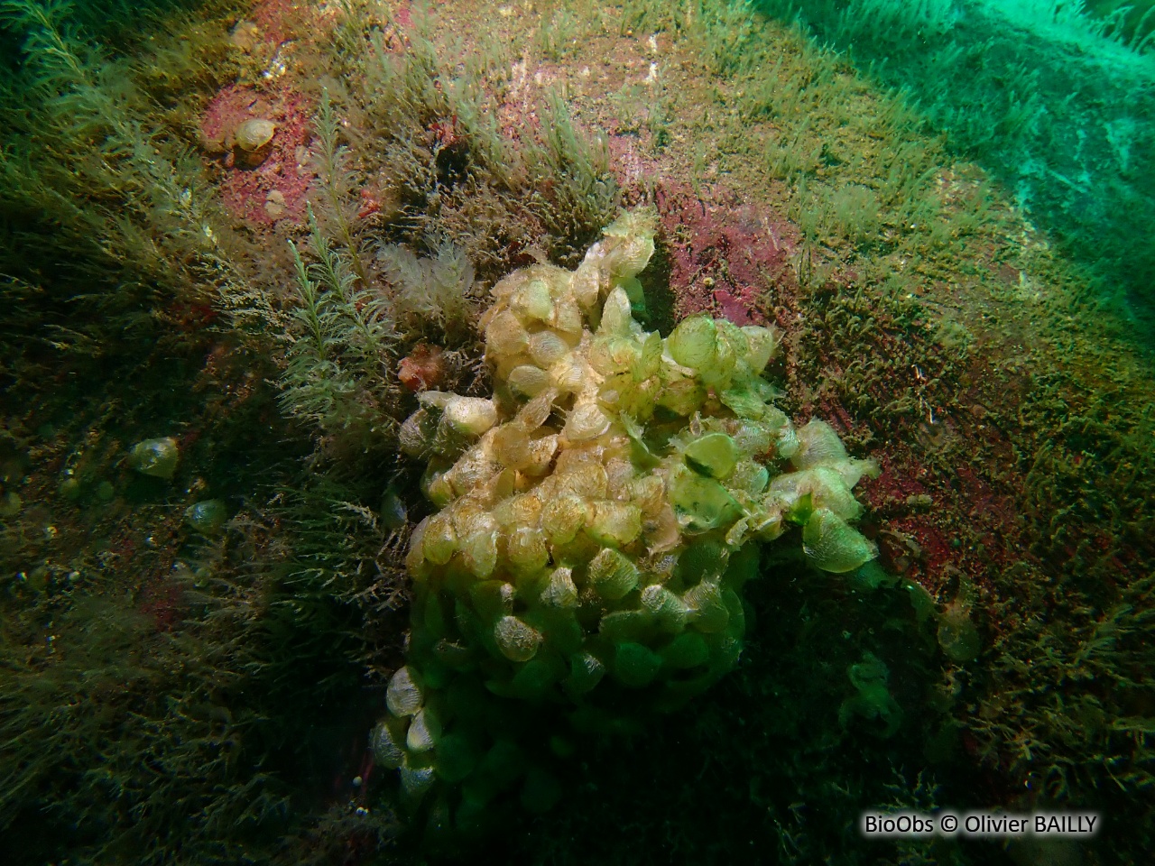 Buccin commun ponte - Buccinum - Olivier BAILLY - BioObs