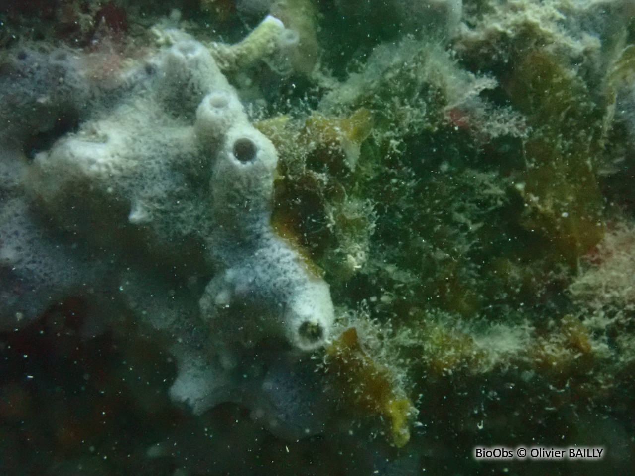 Chaline à cheminées roses - Haliclona (Rhizoniera) viscosa - Olivier BAILLY - BioObs