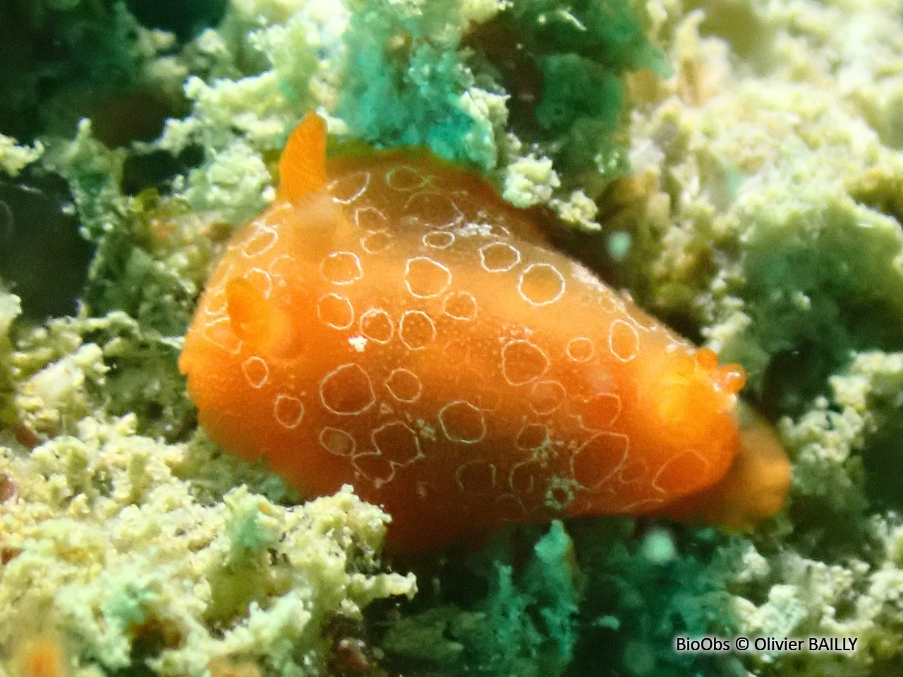 Doris orange - Discodoris rosi - Olivier BAILLY - BioObs