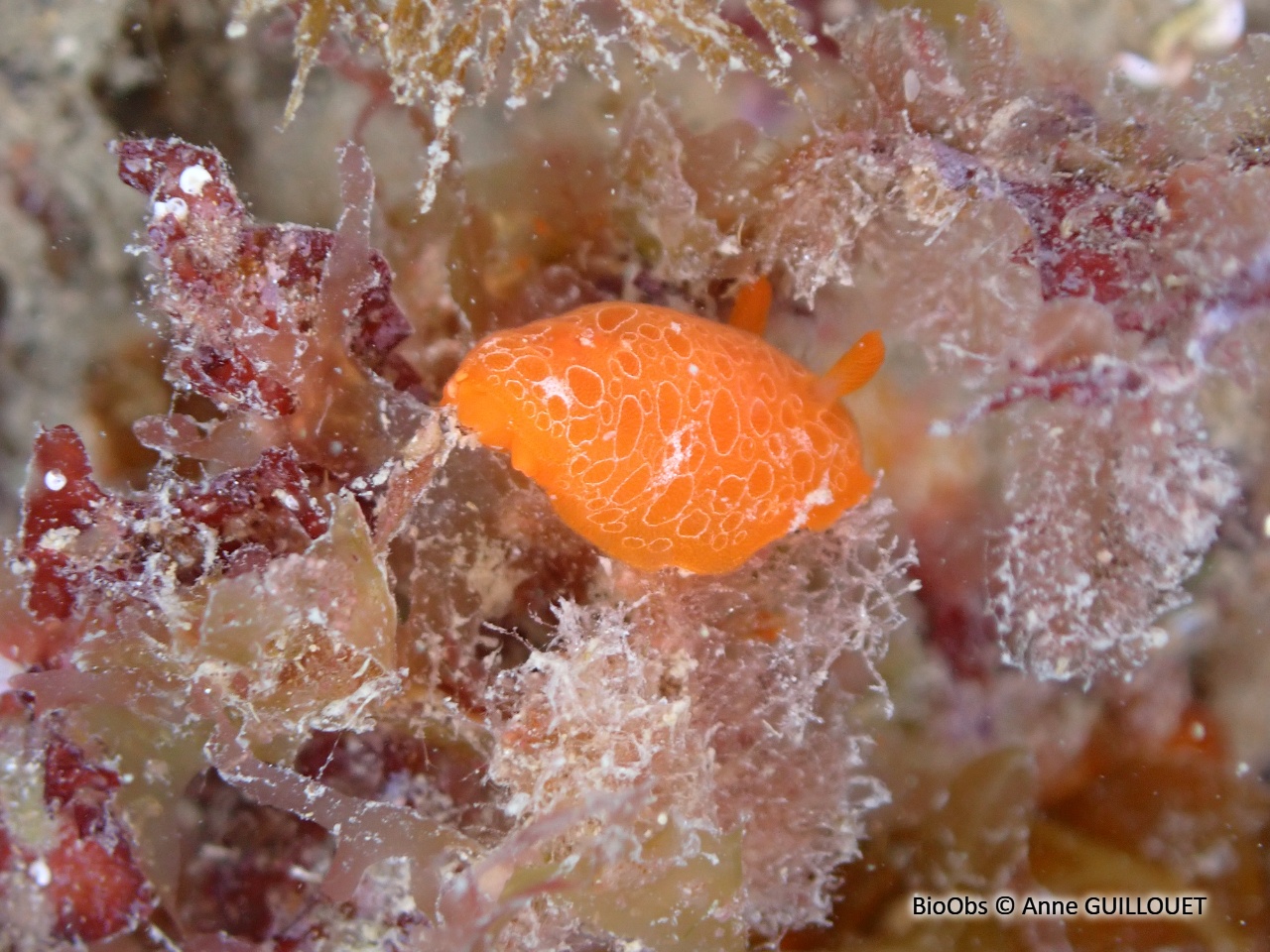 Doris orange - Discodoris rosi - Anne GUILLOUET - BioObs