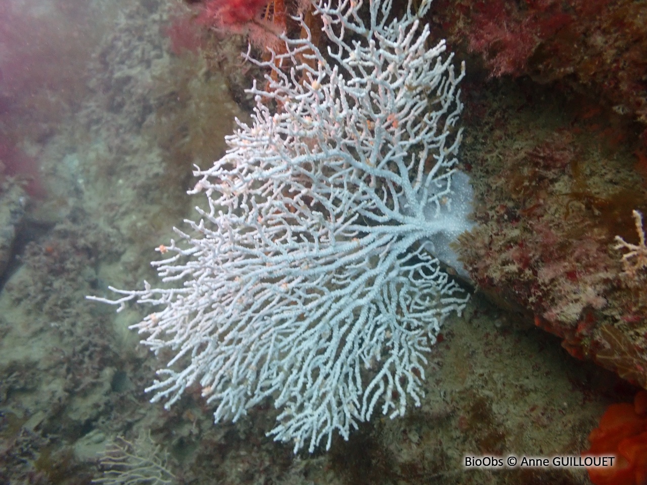 Gorgone verruqueuse - Eunicella verrucosa - Anne GUILLOUET - BioObs