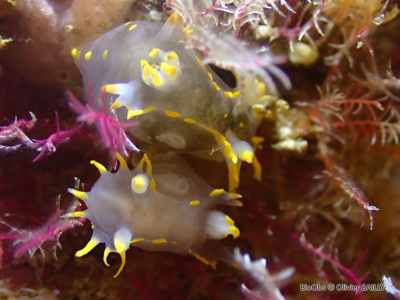 Polycère des Féroé - Polycera faeroensis - Olivier BAILLY - BioObs