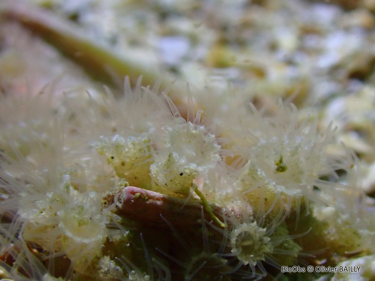 Anémone encroûtante brune - Epizoanthus couchii - Olivier BAILLY - BioObs