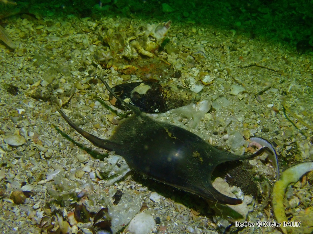 Oeuf de raie - Raja sp - Olivier BAILLY - BioObs