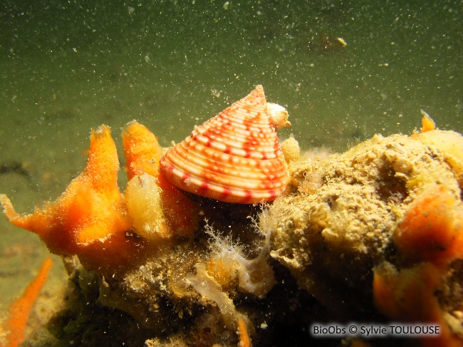 Troque jujube - Calliostoma zizyphinum - Sylvie TOULOUSE - BioObs