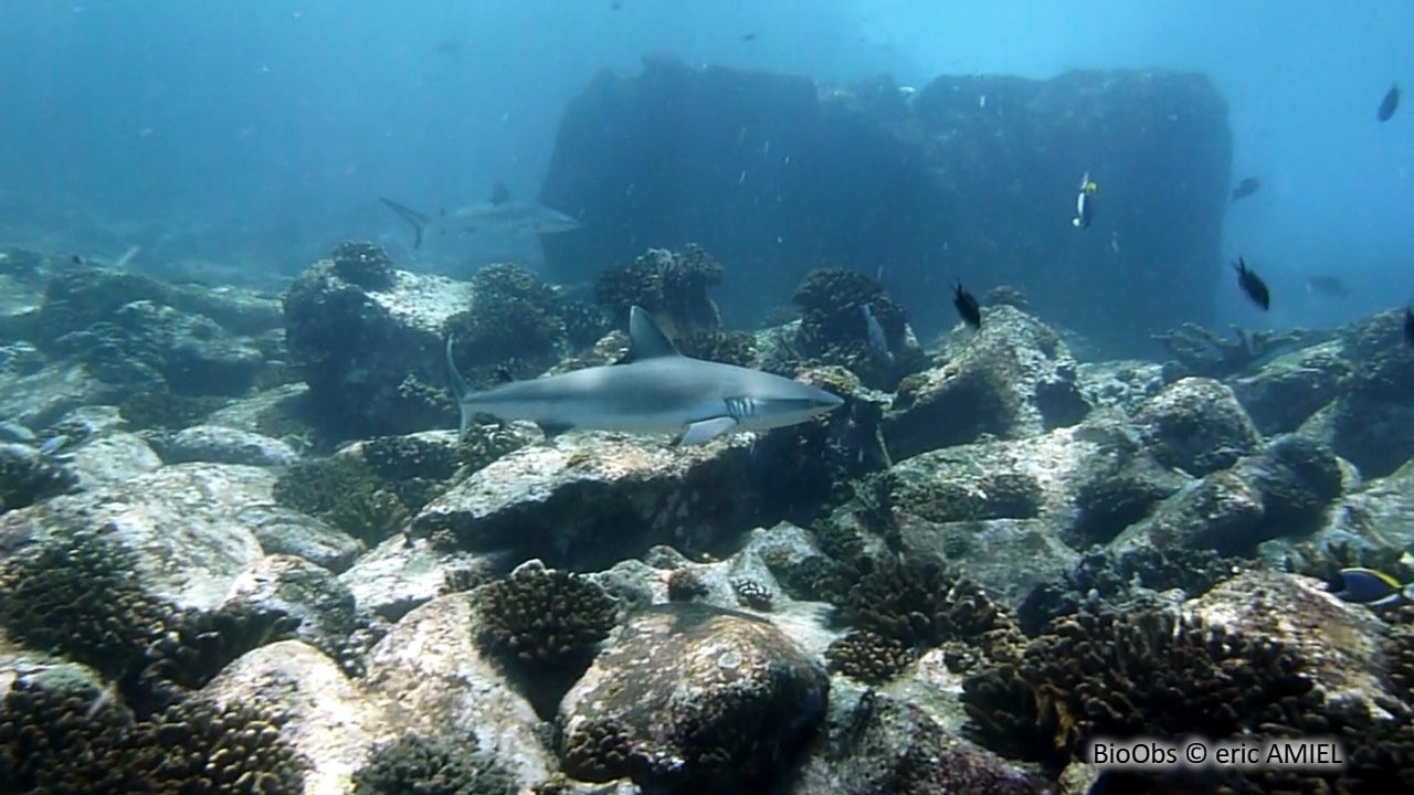 Requin gris de récif - Carcharhinus amblyrhynchos - eric AMIEL - BioObs