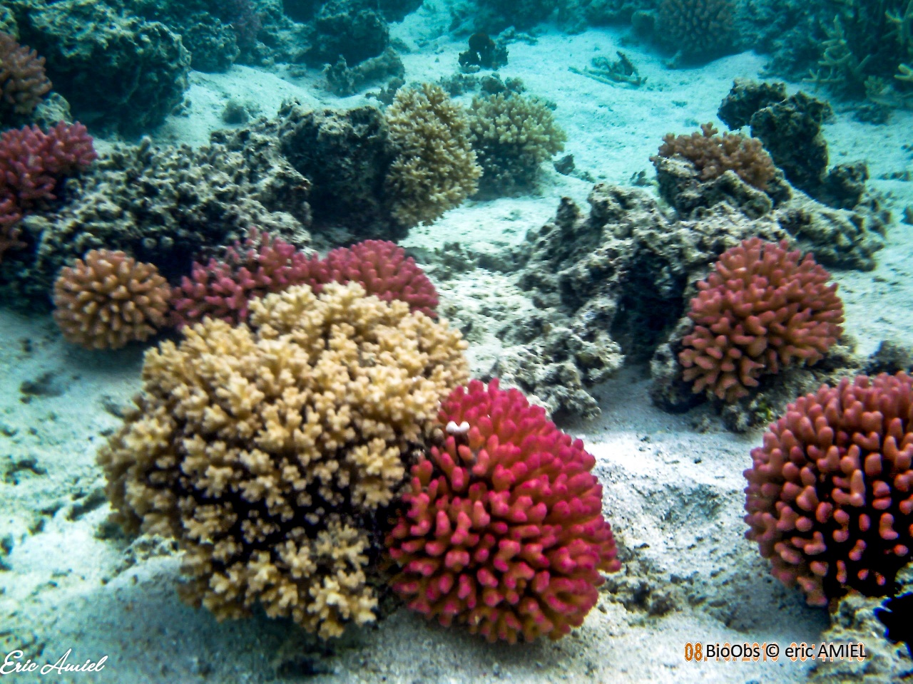 Pocillopore corne d'élan - Pocillopora grandis - eric AMIEL - BioObs