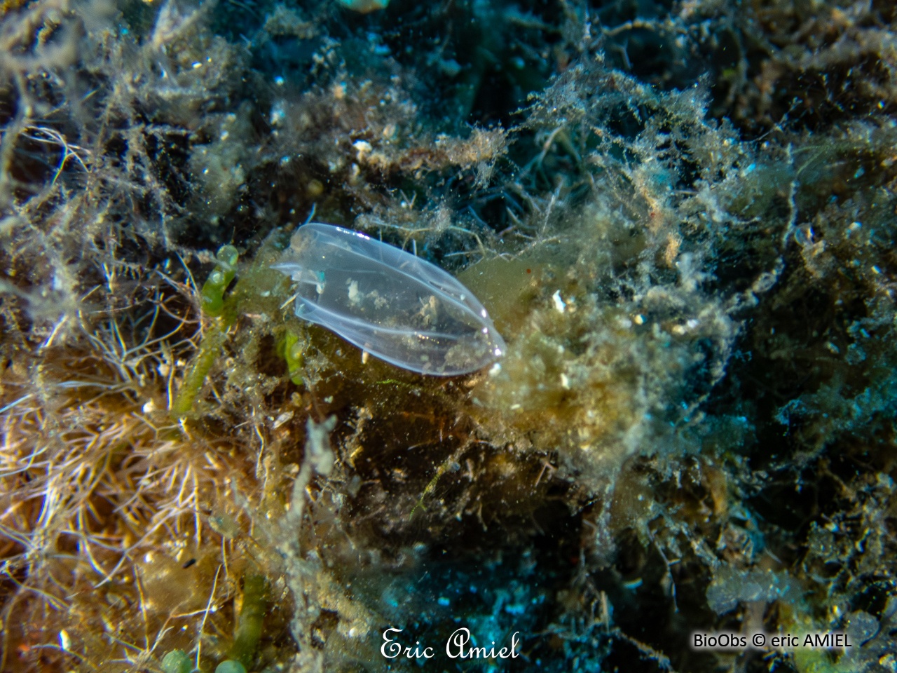 Calycophore appendiculé - Chelophyes appendiculata - eric AMIEL - BioObs