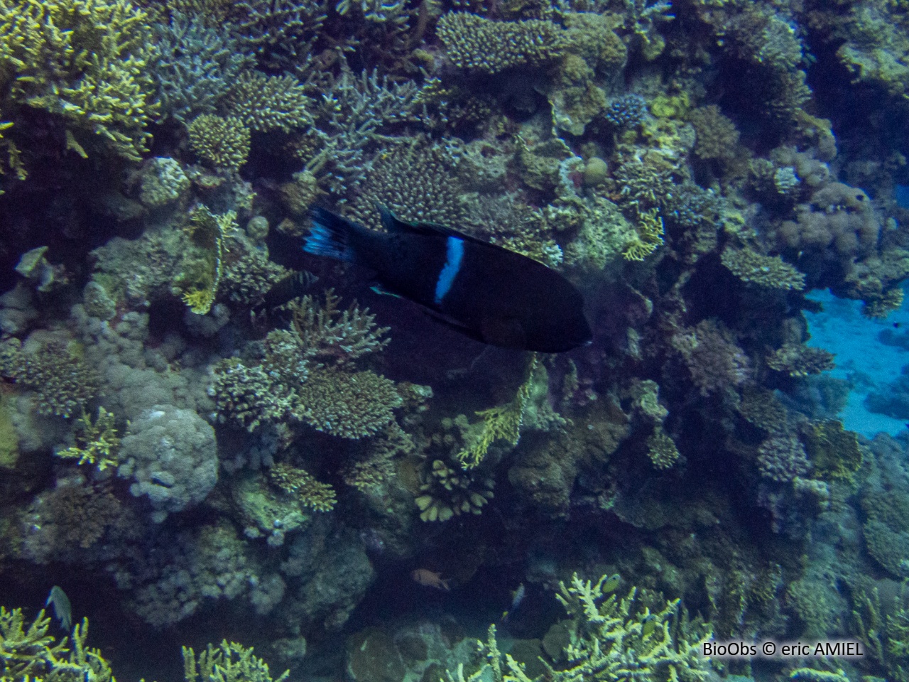 Girelle-clown - Coris aygula - eric AMIEL - BioObs