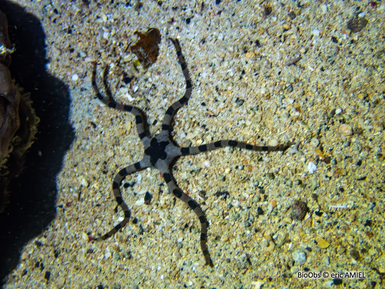 Ophiure à anneaux pourpres - Ophiolepis superba - eric AMIEL - BioObs