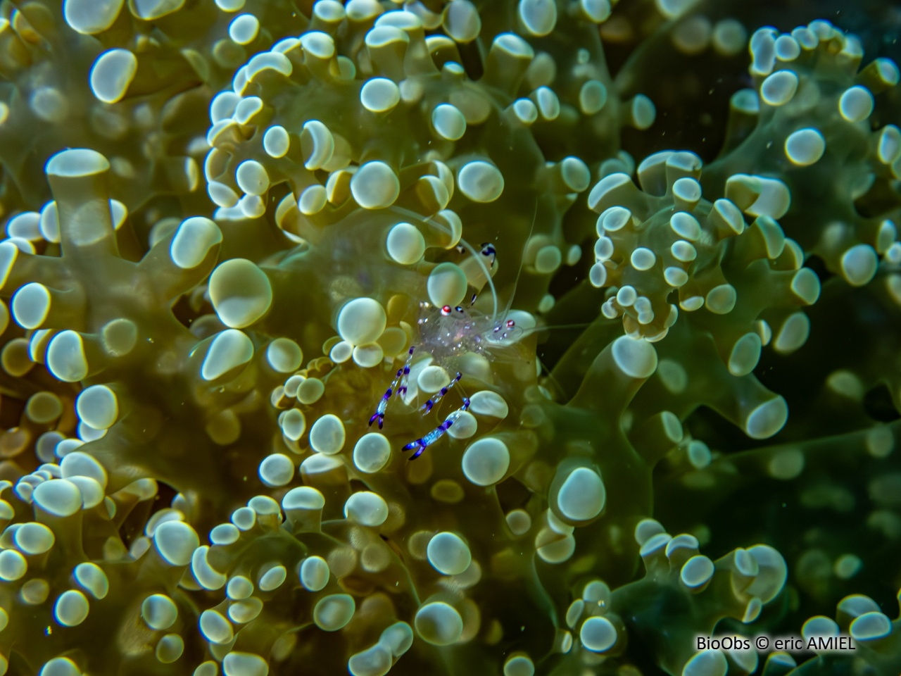 Crevette des anémones à longs bras - Ancylomenes longicarpus - eric AMIEL - BioObs