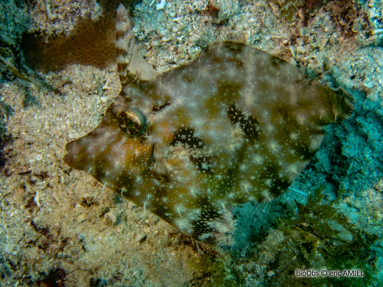 Poisson-lime panthère - Cantherhines pardalis - eric AMIEL - BioObs