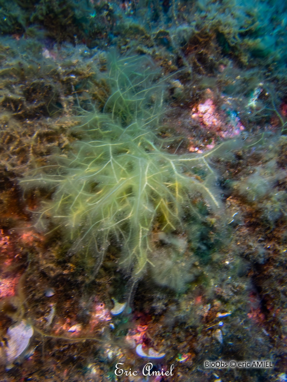 Nereia filiforme - Nereia filiformis - eric AMIEL - BioObs