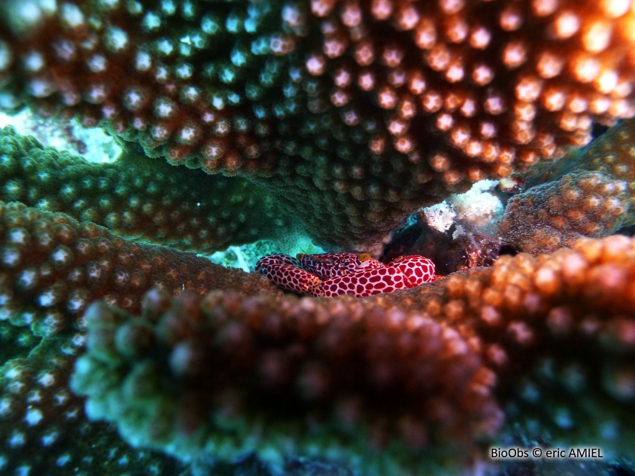 Crabe corallicole à pois rouges - Trapezia rufopunctata - eric AMIEL - BioObs