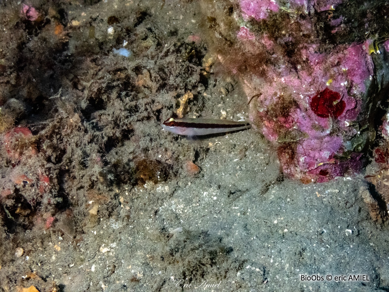 Gobie rayé - Gobius vittatus - eric AMIEL - BioObs
