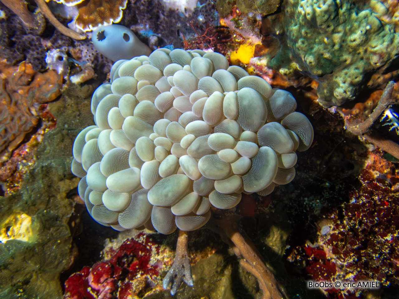 Corail à bulles sinueux - Plerogyra sinuosa - eric AMIEL - BioObs
