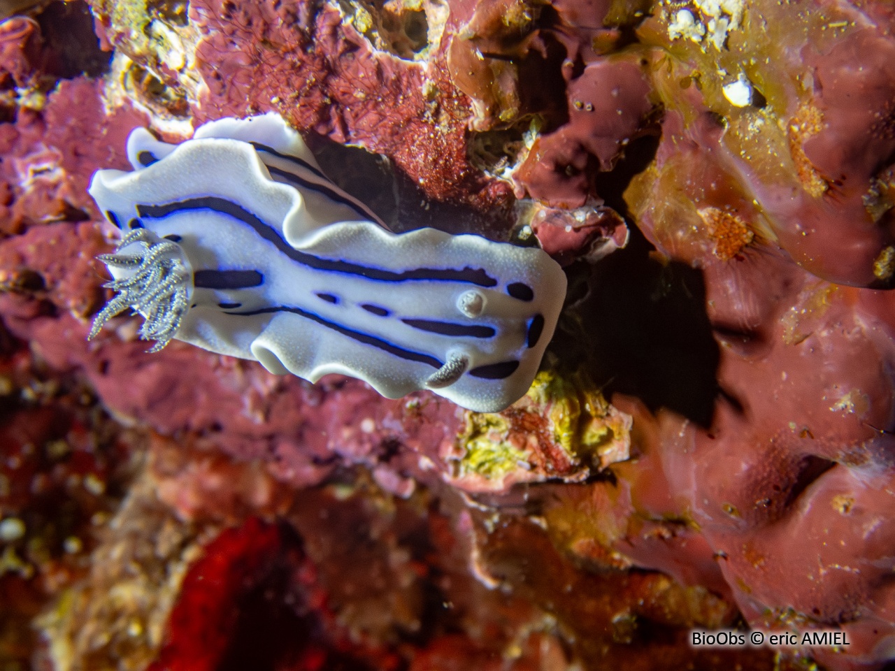 Doris de Loch - Chromodoris lochi - eric AMIEL - BioObs