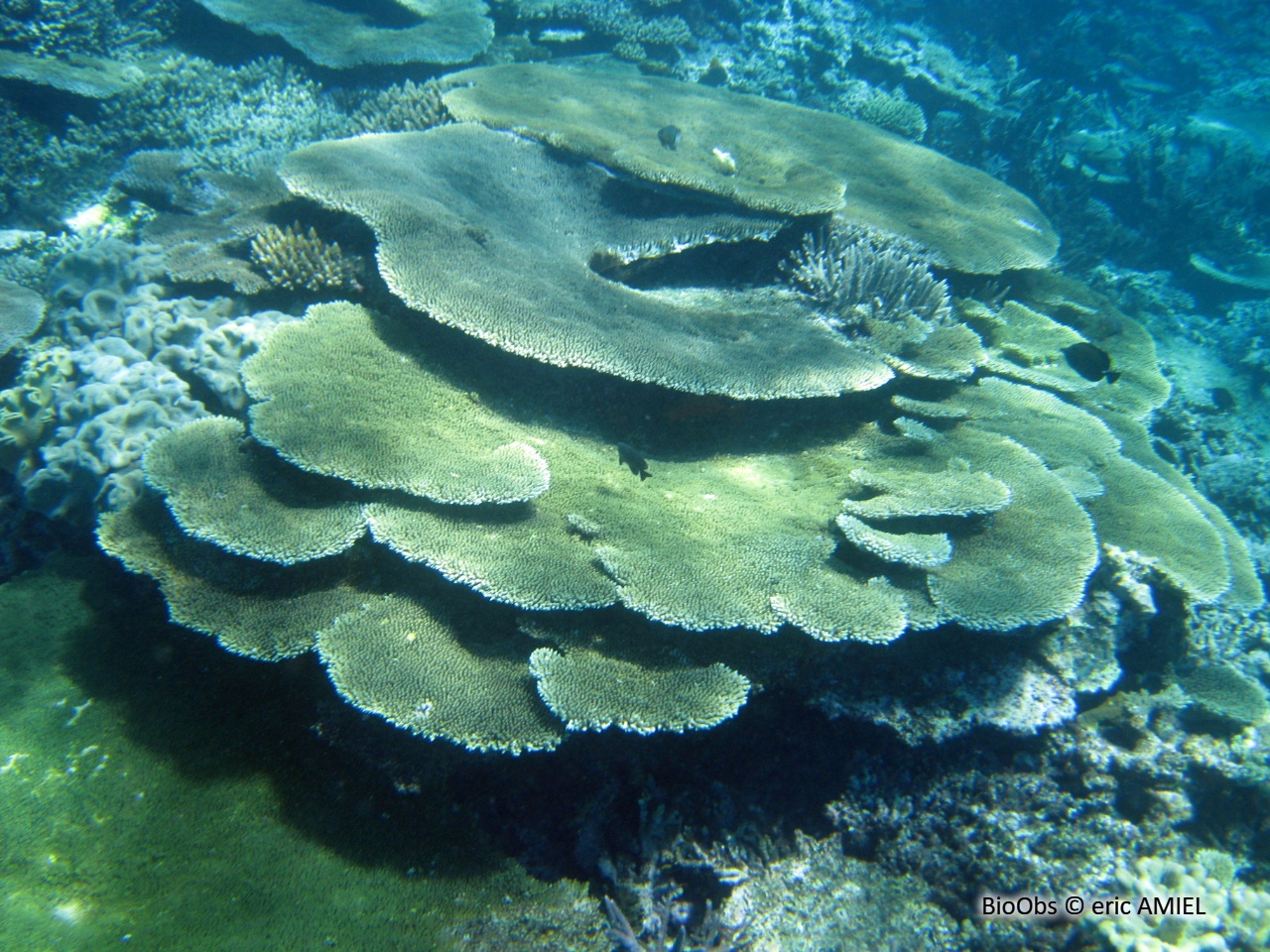 Acropore, corail table ou branchu - Acropora sp - eric AMIEL - BioObs