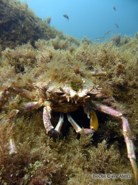 Grande araignée de Méditerranée - Maja squinado - eric AMIEL - BioObs