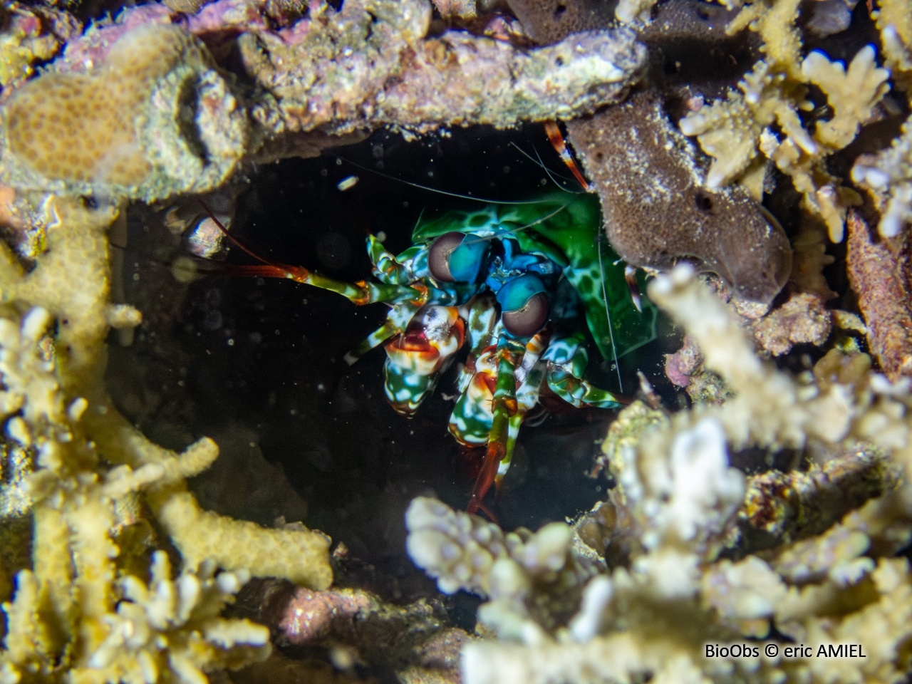 Mante de mer paon - Odontodactylus scyllarus - eric AMIEL - BioObs