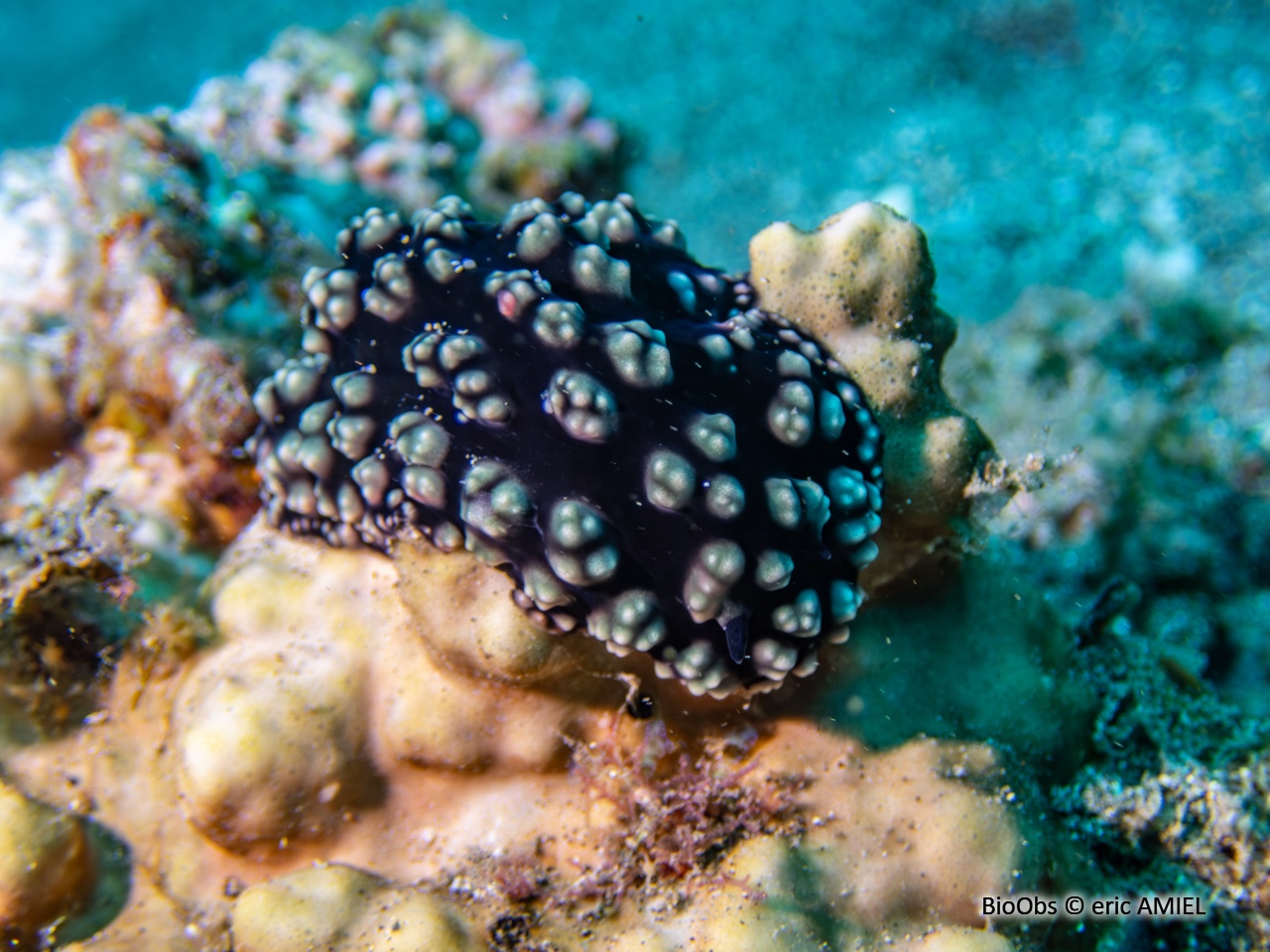 Phyllidie pustuleuse - Phyllidiella pustulosa - eric AMIEL - BioObs